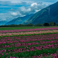 Tulips Field Near Mountain