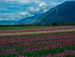 Tulips Field Near Mountain