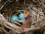 Robin's Nest