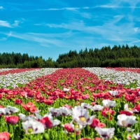 Poppy Field