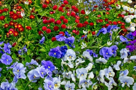 Spring Flowers