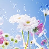 Flowers and Bubbles