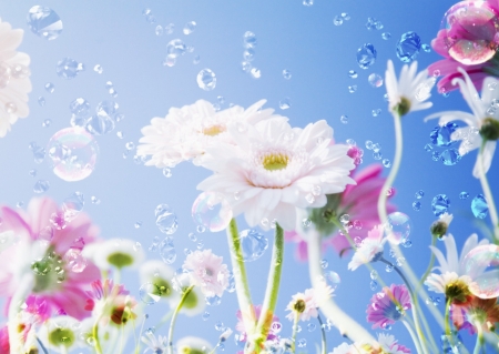 Flowers and Bubbles - bubbles, flowers, spring, sky