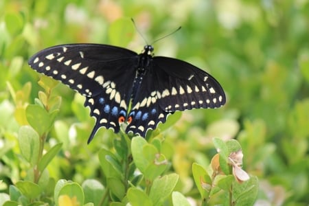 Butterfly - black, nature, butterfly, spots, photo