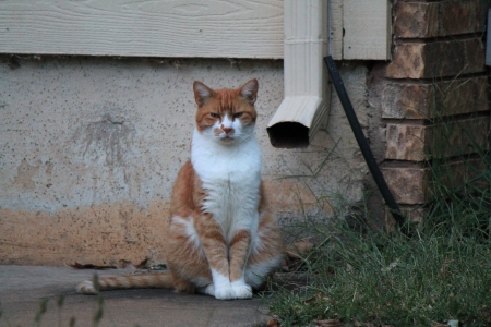 Cat - white, drain spout, orange, photo, cat