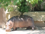 Hippo