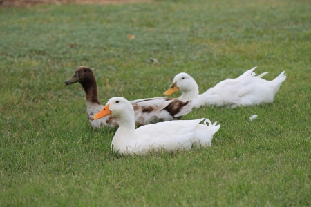 3 ducks - nature, three, ducks, group