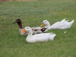 3 ducks