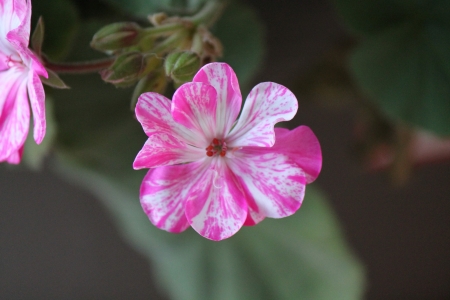 pink and white - white, nature, flower, pink