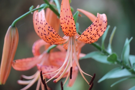 day lily - black, lily, flower, orang