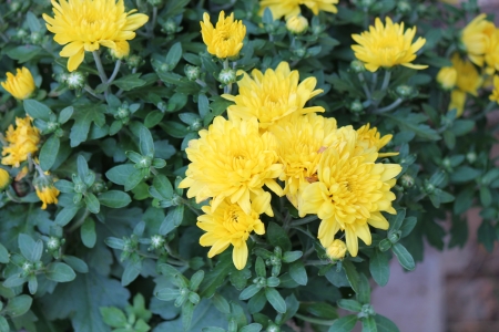 mums - mums, flower, yellow, nature