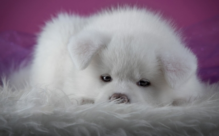 Akita Inu Puppy