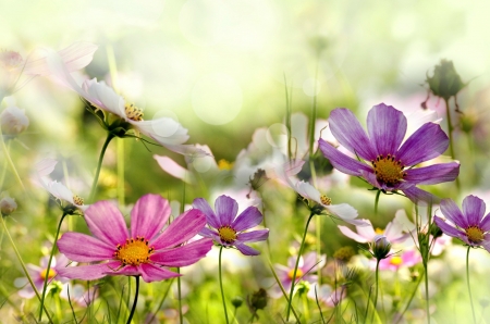 Pretty Field Flowers