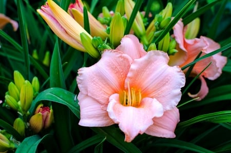 Lilies - flowers, pretty, lilies, scent, beautiful, garden, fragrance, leaves