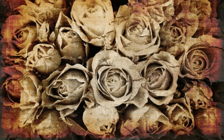 Roses - roses, flowers, petals, old