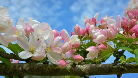 Apple Blossoms - sky, blossoms, branch, clouds, flowers, apple blossoms, spring