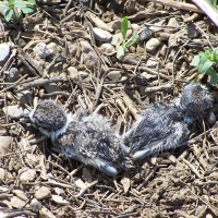 Baby Killdeer