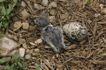 Baby Killdeer Number 2 - wildlife, nature, killdeer, idaho, babies