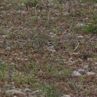 Baby Killdeer Number 1