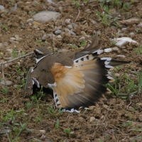 Mother Protecting Nest