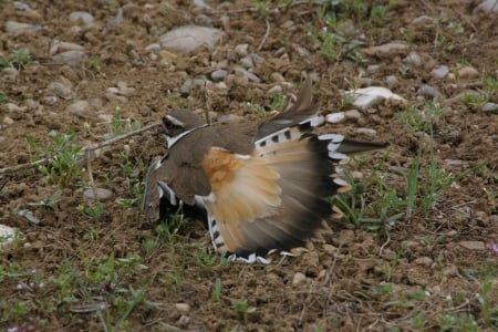 Mother Protecting Nest - Idaho, Nature, Teton Valley, Wildlife, Victor, Killdeer, Birds