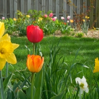 Tulips & Daffodils