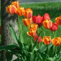 Orange & Red Tulips