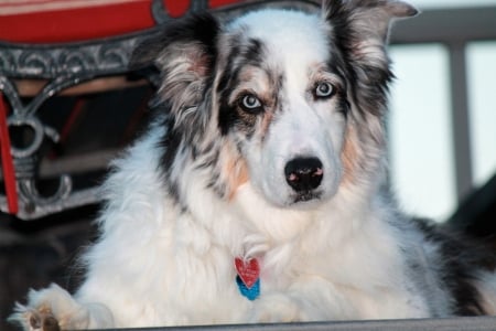 Zoey - outside, k9, dog, aussie