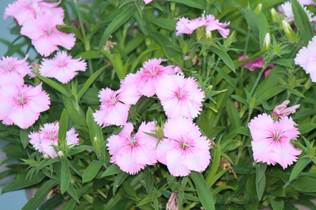 small flowers - nature, flowers, small, pink