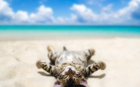 sunbathing kitty - animal, feline, beach, cat