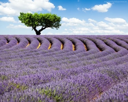 Beautiful Lavender Field - clouds, trees, nature, lavender, meadows, sky