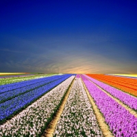 Lovely Tulips Field