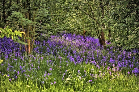 Forest Flowers - nature, tree, forest, flower