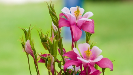 Beautiful Flowers - flowers, pink, nature, bloom