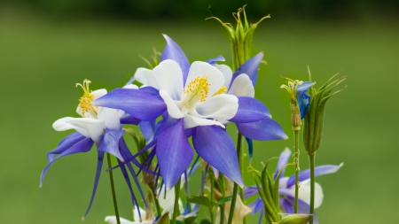 Beautiful Flowers - flowers, petals, nature, blue