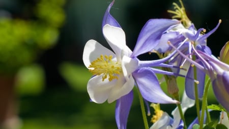 Beautiful Flowers - bloom, flowers, petals, nature