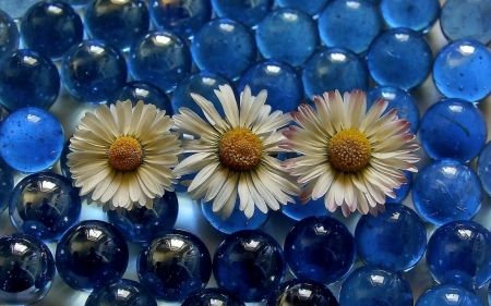 Beautiful Flowers - flowers, white, marbles, blue