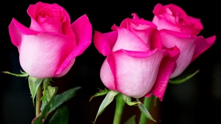 Three Pink Beauties - flowers, roses, nature, buds, macro, petals, pink