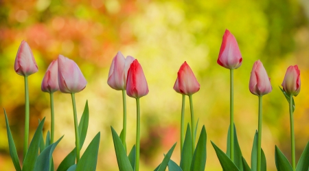 Spring Tulips - tulips, buds, flowers, spring