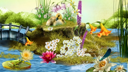 Pond - flowers, duck, summer, pond, pool, spring, frog