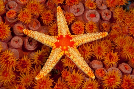 Starfish