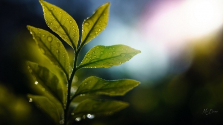 Leaves - Firefox Persona theme, summer, dew, spring, light, leaves