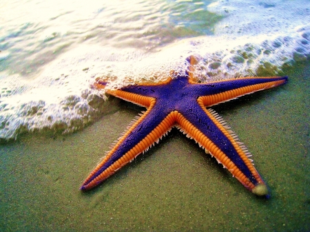 Starfish - summer, purple, starfish, beach, orange, sea