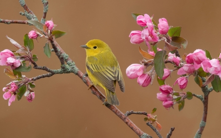 Bird - flower, drevenica, pasare, bird, pink, spring, yellow, branch