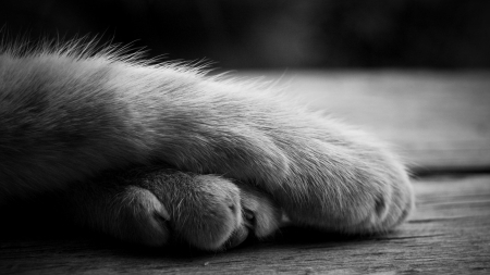 Paws - skin, black, grey, white, pisica, paw, bw, cat