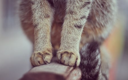 Paws - cat, pisica, paw, skin