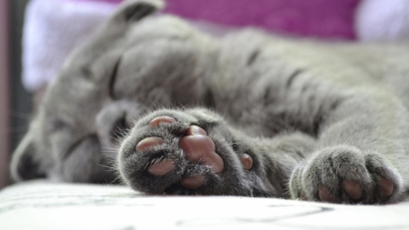 Sleeping cat - grey, animal, pisica, sleep, paw, cute, pink, cat