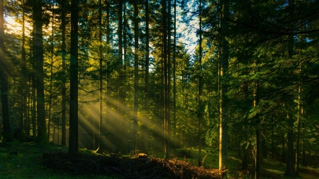 Forest Sunlight - sunlight, forests, trees, nature, green