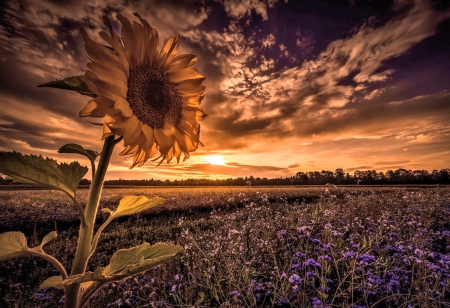 Sunflower under an Evening Sky - Sunflower, Sun, Nature, Sky