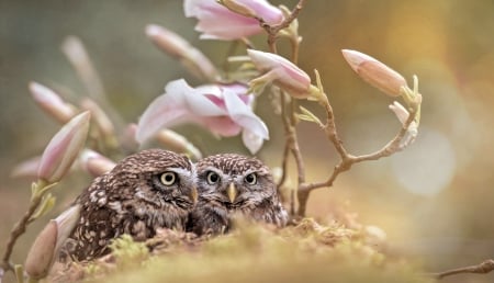 Sweet Owls - cute, Animal, Owl, Magnolia